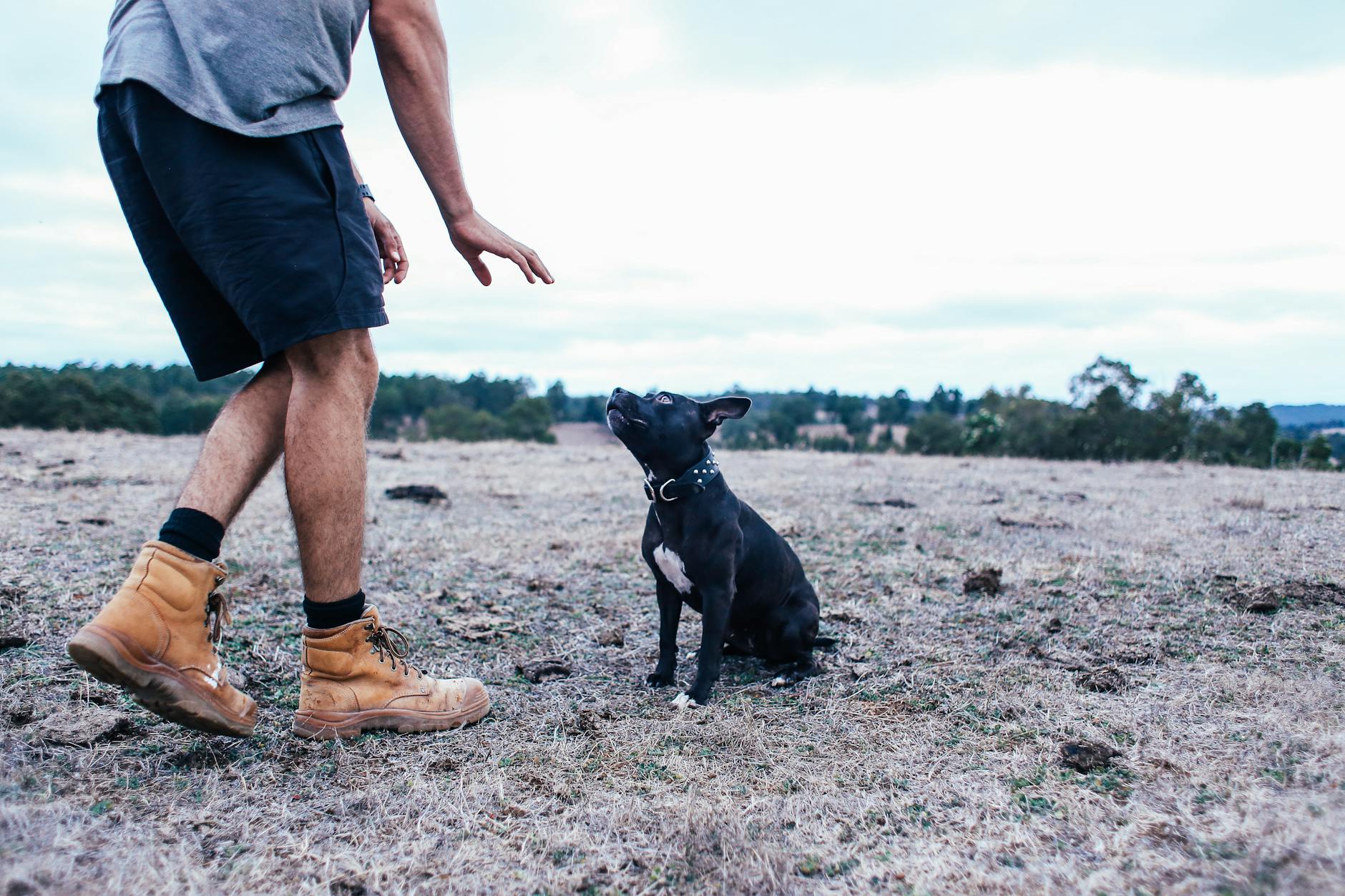 Man Teaching His Dog To Sit 