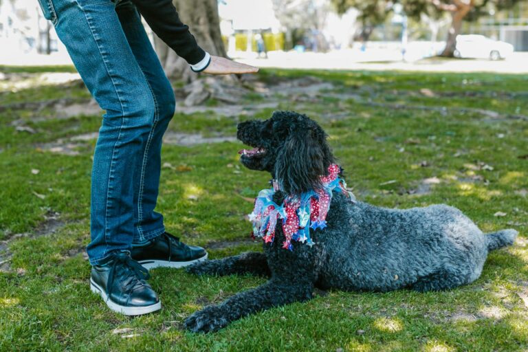 Black Poodle Lying on Grass