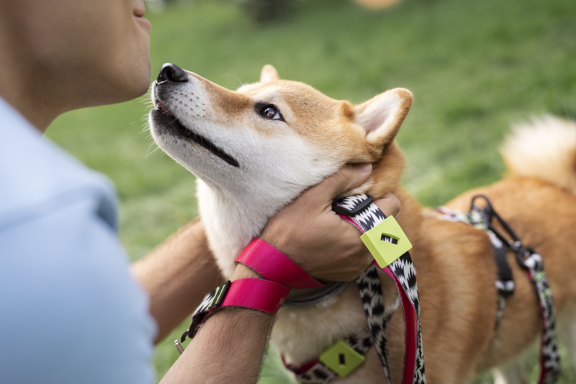 E-collar training methods