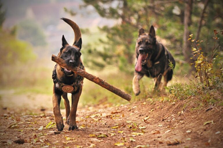 Two Belgian Malinois dogs enjoying playtime in a natural park setting.