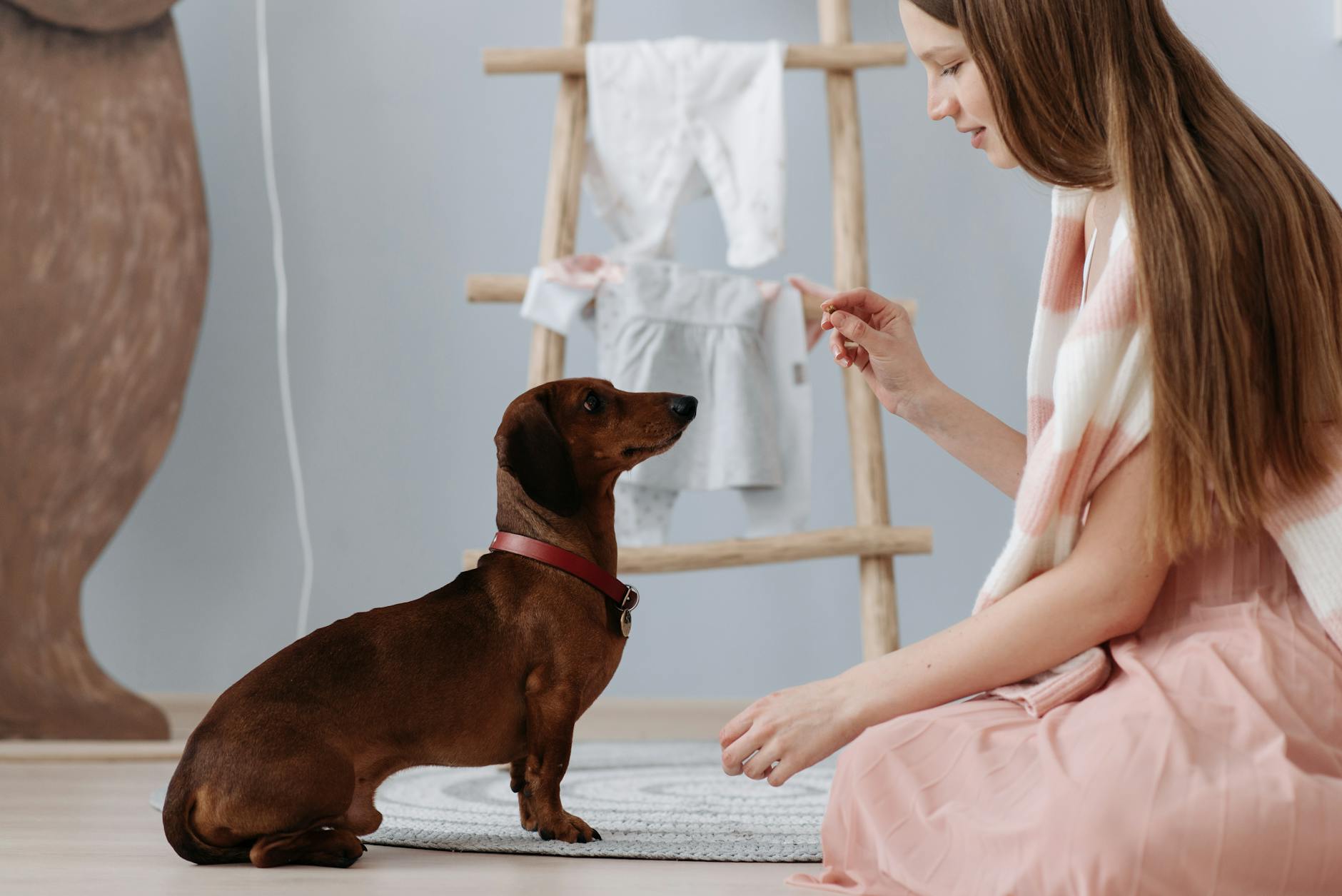 A woman trains a dachshund indoors using treats in a cozy room setting.