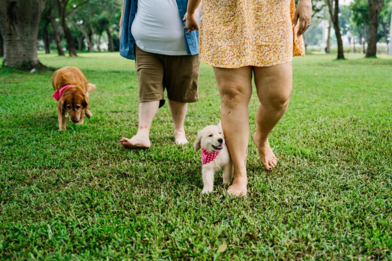 Two people enjoy a barefoot stroll in a park with their adorable dogs on a sunny day.