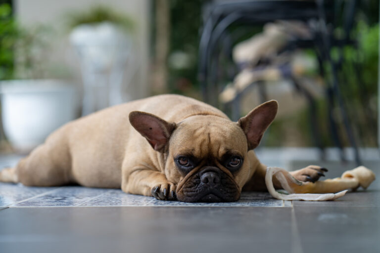 Avoiding Burnout in Your Pet