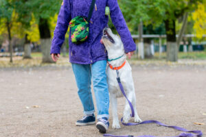 Off-leash dog training tips