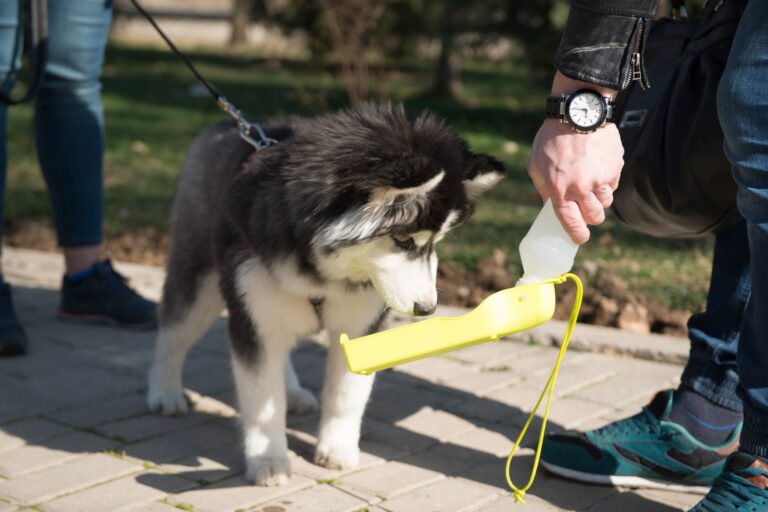 Dog life skills training