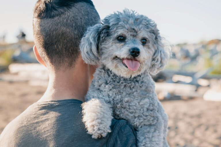 Cute gray poodle with a person outdoors, enjoying the sunny day.