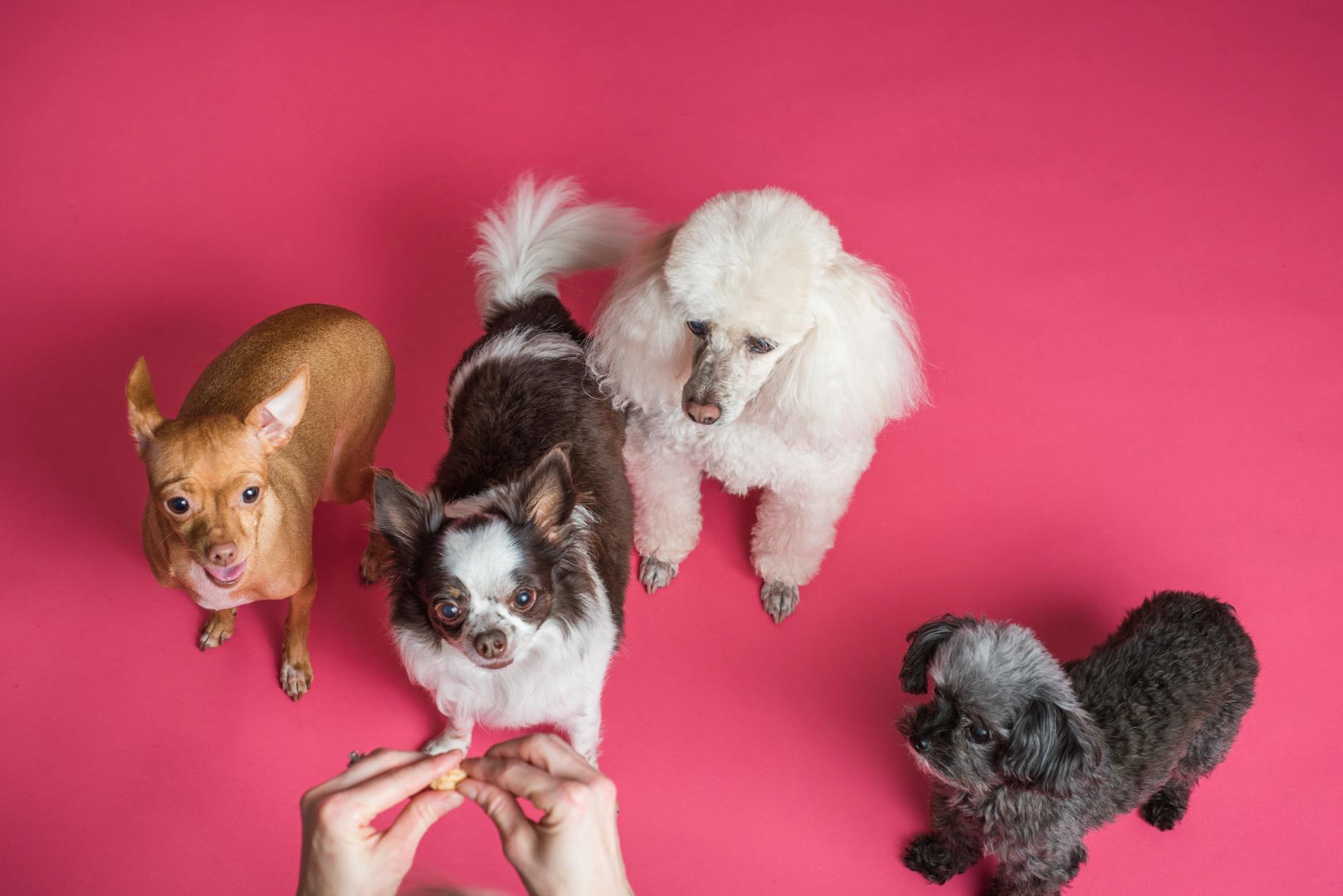 Charming small dogs eagerly waiting on a vibrant pink background.