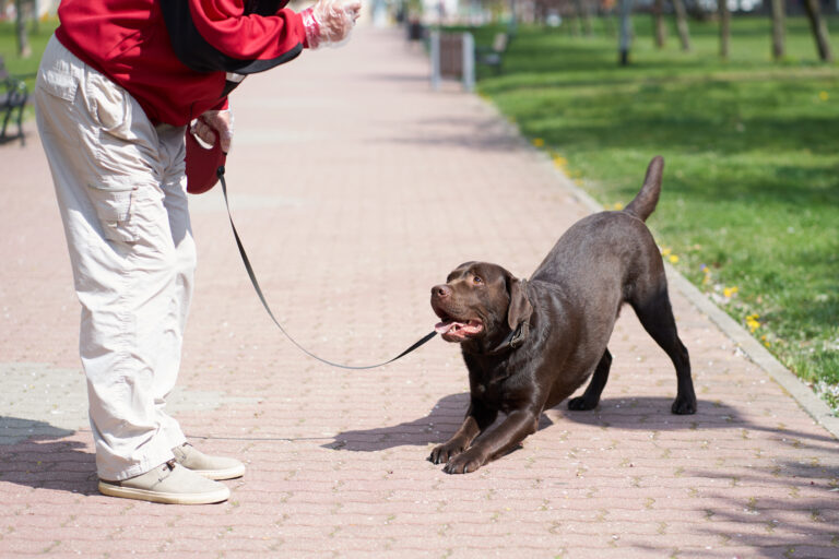 Off-leash dog training tips